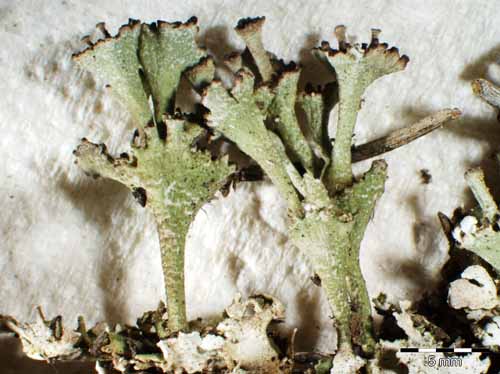 [Cladonia cervicornis]