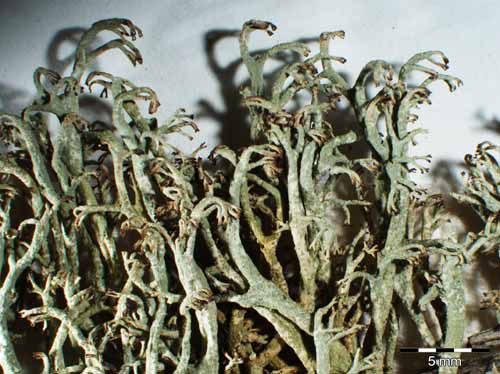 [Cladonia ciliata]