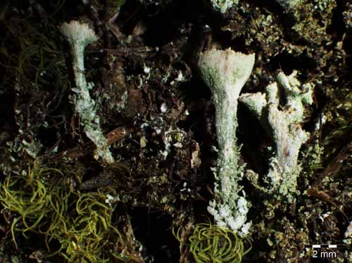 [Cladonia cryptochlorophaea]