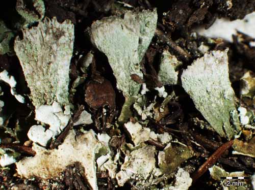 [Cladonia cyathomorpha]