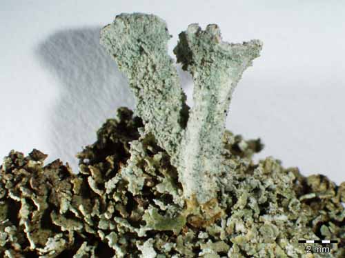 [Cladonia diversa]