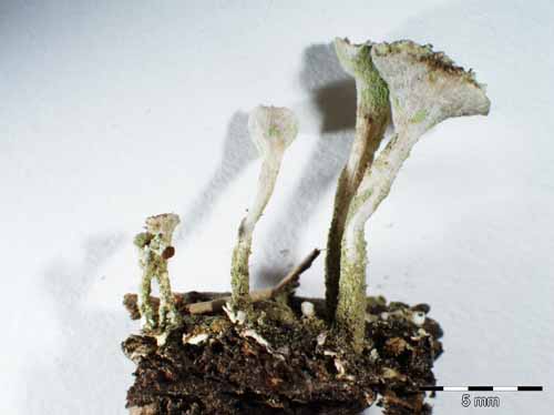 [Cladonia fimbriata]