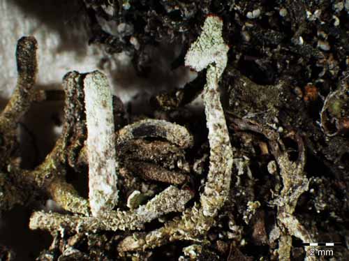 [Cladonia floerkeana]