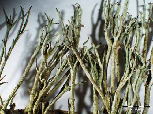 [Cladonia glauca]