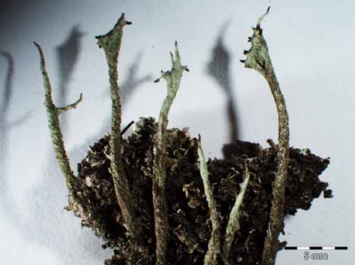 [Cladonia glauca]