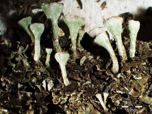 [Cladonia homosekikaika]