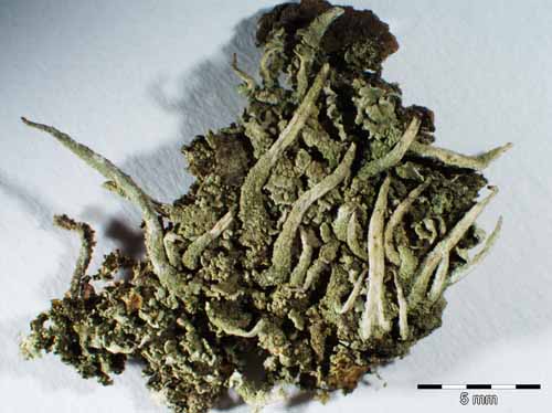 [Cladonia macilenta]