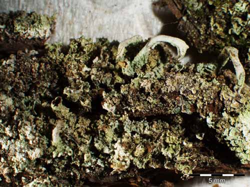 [Cladonia parasitica]