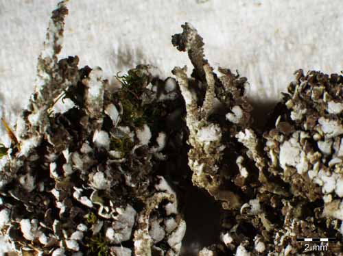 [Cladonia phyllophora]