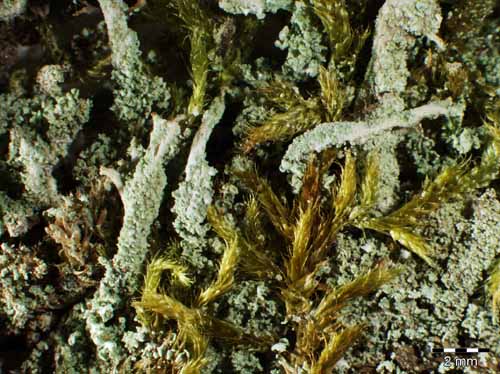 [Cladonia pseudopityrea]