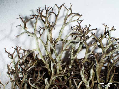 [Cladonia rangiformis]