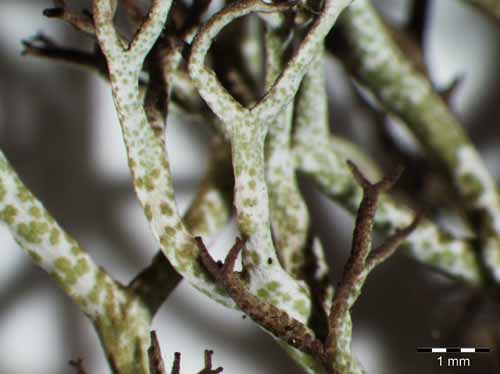 [Cladonia rangiformis]
