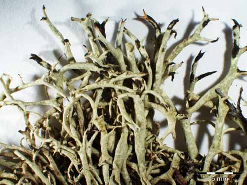 [Cladonia uncialis]