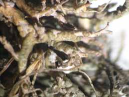 [Cladonia cervicornis]