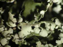 [Cladonia foliacea]