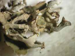 [Cladonia cervicornis]