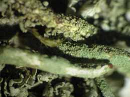 [Cladonia coniocraea]