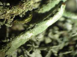 [Cladonia coniocraea]