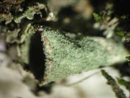 [Cladonia fimbriata]