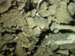 [Cladonia coccifera]