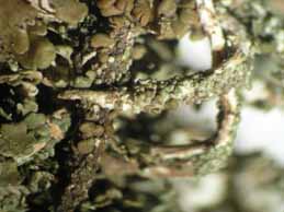 [Cladonia floerkeana]