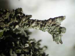 [Cladonia coniocraea]