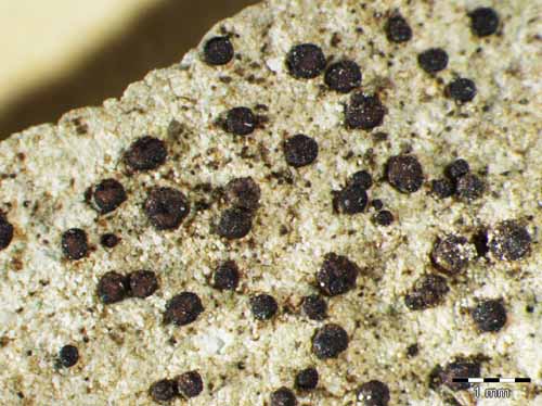 [Clauzadea monticola]