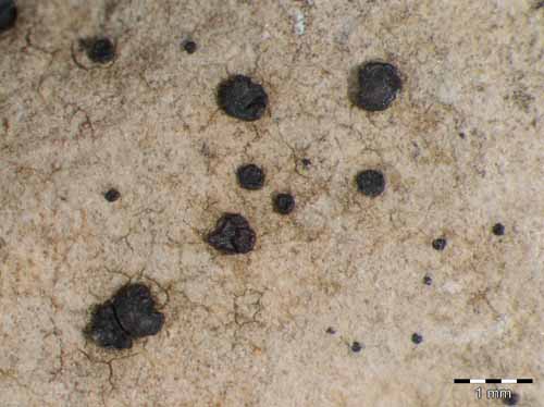 [Clauzadea monticola]