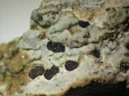 [Clauzadea chondrodes]