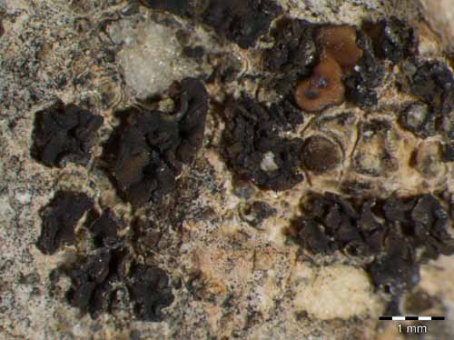 [Collema callopismum]