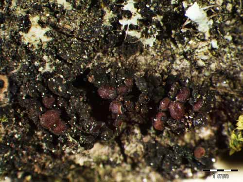 [Collema conglomeratum]