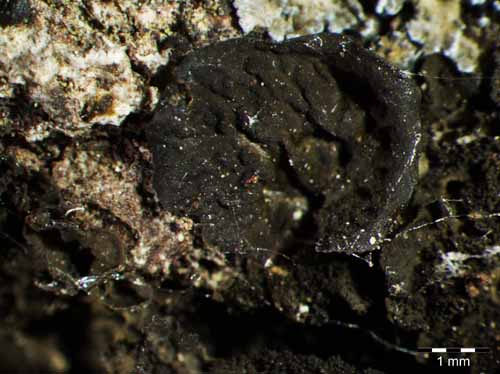 [Collema furfuraceum]