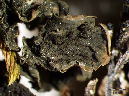 [Collema furfuraceum]
