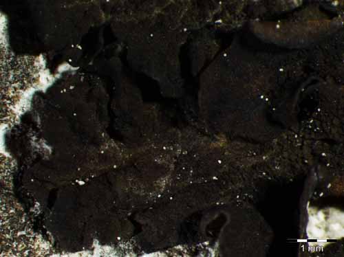 [Collema fuscovirens]