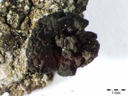 [Collema multipunctatum]