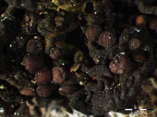 [Collema nigrescens]