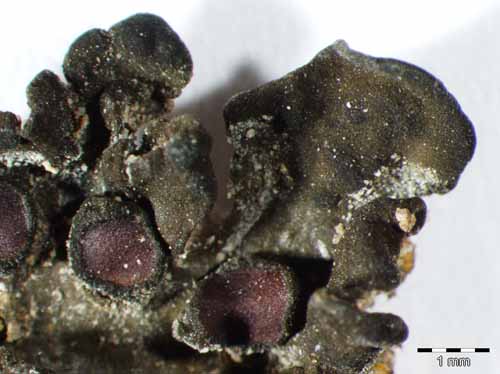 [Collema polycarpon corcyrense]