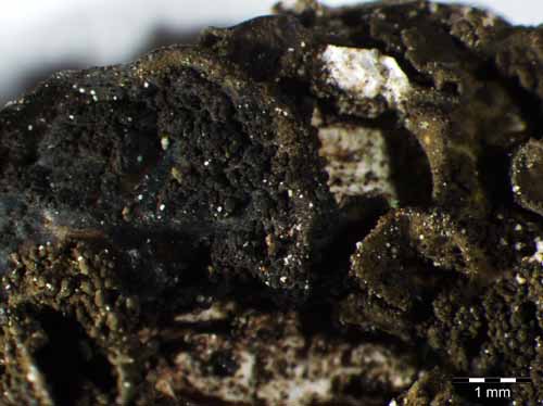 [Collema subflaccidum]