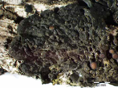 [Collema subnigrescens]