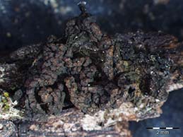 [Collema multipunctatum]