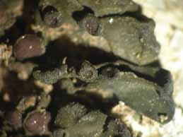 [Collema polycarpon corcyrense]