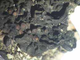 [Collema subnigrescens]