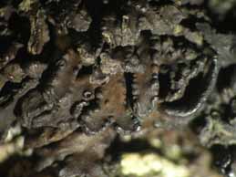 [Cornicularia cf. normoerica]