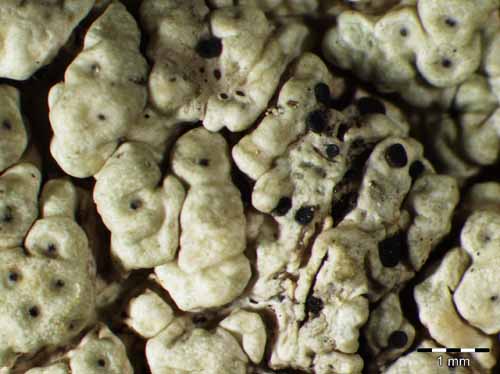 [Dactylospora parasitica]