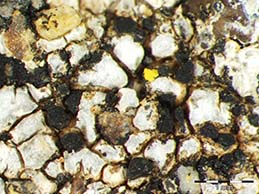 [Dactylospora rimulicola]