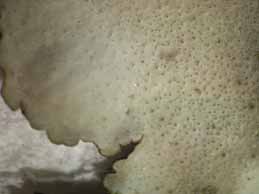 [Dermatocapon miniatum]