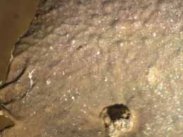 [Dermatocapon miniatum]