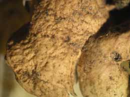 [Dermatocapon miniatum]