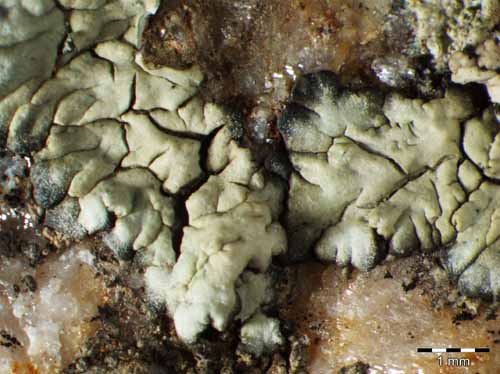 [Diploicia canescens]