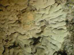 [Diploicia canescens]